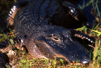 Everglades National Park