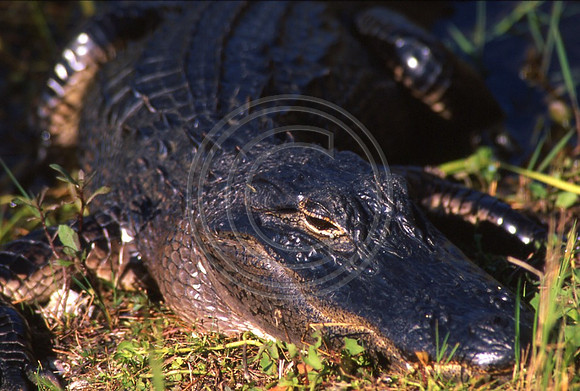 Alligator