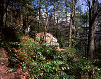 Forest view from trail