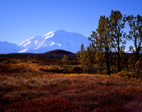 Pioneer Trail - Denali