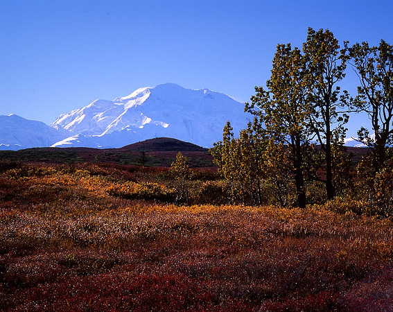 Pioneer Trail - Denali